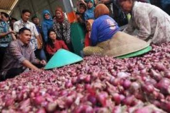 Kenaikan Harga Bawang Akibat Kementan-Kemendag Lemah