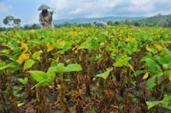 Wamentan Ajak Petani Bergairah Tanam Kedelai