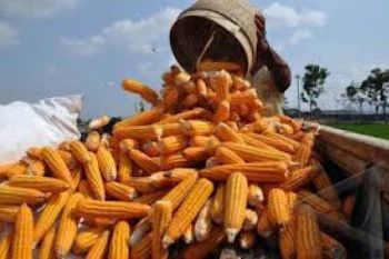 Investor Bangun Pengolahan Jagung di Batang