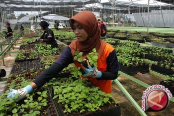 Masyarakat DIY diimbau kembangkan tanaman serbaguna 
