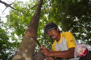 Produksi Karet Waykanan Turun