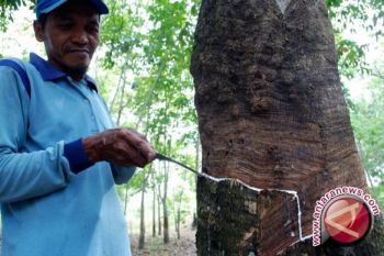 Produksi karet Indonesia turun 200.000 ton
