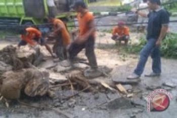 Bupati OKU pimpin penebanganpuluhan pohon tua