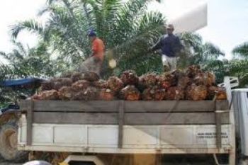 Kemlu: WNI di Ladang Sawit Sabah Diungsikan