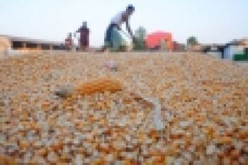 Produksi Jagung di Sumbar 495.497 Ton
