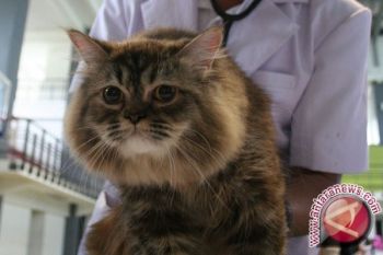 Fisikawan Pecahkan Misteri Cara Minum Kucing Dan Anjing