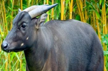 BKSDA: Alih Fungsi Hutan Sebabkan Populasi Anoa Menurun 