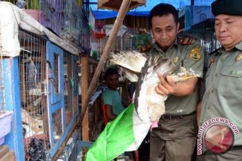 Tiga ekor elang dilepasliarkan ke Suaka Margasatwa
