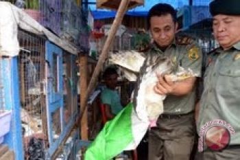 BKSDA amankan hewan dilindungi di pasar burung Palembang
