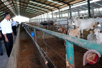 Kini Terfokus Kembangkan Pertanian