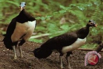 Penangkaran maleo di Sigi pusat pendidikan konservasi