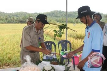 Petani Kulon Progo gelar tradisi wiwitan