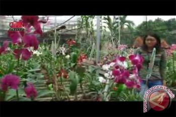 Wow! Anggrek Seharga Rp100 Juta di Kaltim