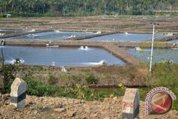 Belasan Terluka Akibat Bentrokan antarpetambak Bratasena Lampung