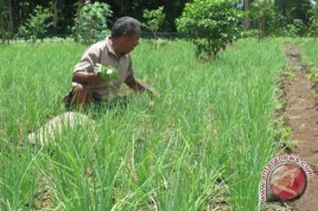 Petani berharap harga bawang tinggi saat panen