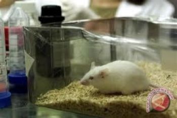 Bagaimana Tikus Berkomunikasi