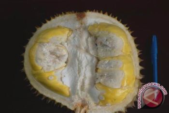Petani Lebak kembangkan varietas durian matahari 