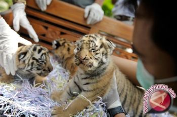 Sepasang anak harimau temuan dipindah ke Lamongan