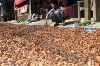 Indonesia Targetkan Jadi Produsen Kakao Terbesar Dunia
