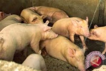 13 ribu ekor babi mati di sungai China