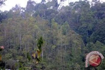 UKP4: Perpanjang Moratorium Hutan hingga 2014