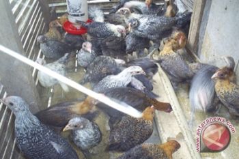 Yogyakarta kembangkan peternakan Ayam Arab 