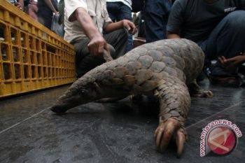 Satwa Khas Bangka Barat Terancam Punah  