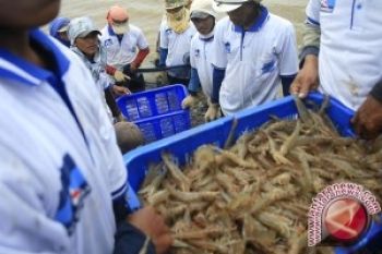 Sulteng Panen Udang Vaname Di Kolam Percontohan 