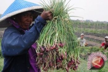 Harga bawang merah di Manado turun