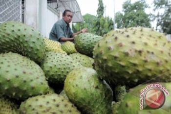 Buah Sirsak miliki kandungan antioksidan tinggi