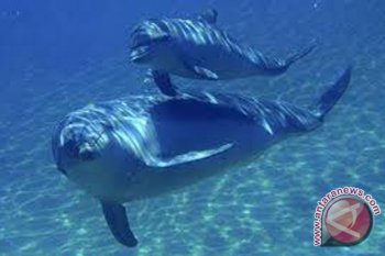 Puluhan paus abu-abu mati di AS, diduga ini penyebabnya