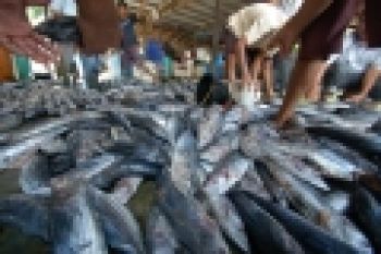 Pemkab Targetkan Produksi Perikanan Laut 33.000 Ton