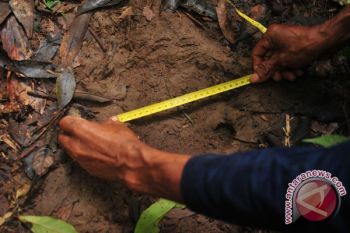 WWF temukan jejak badak Sumatera di Kutai