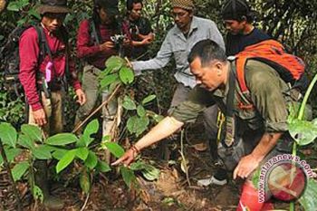 WWF: badak sumatera alami krisis populasi