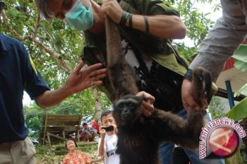 KSDA Serahkan Owa-Owa Ke Yayasan Kalaweit  
