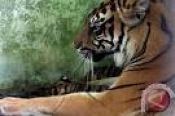 Harimau yang Terkena Jerat  Berhasil Diselamatkan