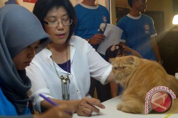 Kucing termahal peserta kontes di Palembang