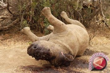  Tiga pemburu badak afrika tewas ditembak