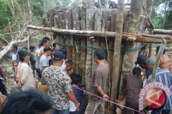 Harimau sumatera terjerat diselamatkan