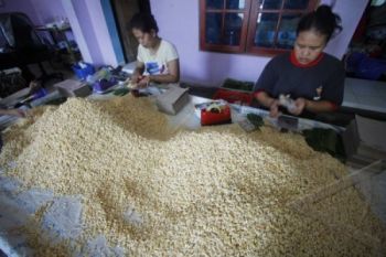 Harga Kedelai Stabil