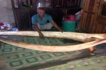 Gading Gajah Mina/Evy R. Syamsir