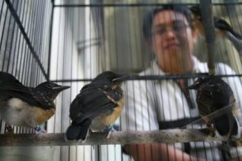 Pencuri Burung Murai Dihajar Massa