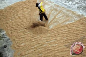 Kotawaringin Timur Manfaatkan Asuransi Pertanian Bantu Petani