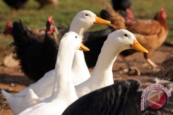 Unggas Kotim Bebas Dari Virus Flu Burung  