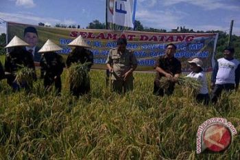 Sekda Kolaka Panen Raya Padi 8,3 Ton/Ha