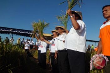 Dahlan panen raya padi program GP3K Tasikmalaya