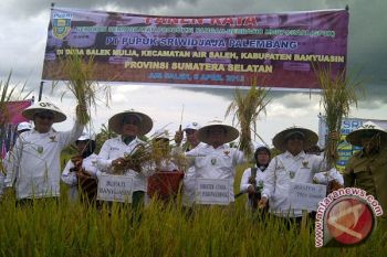 GP3K Pusri Palembang panen padi di Banyuasin