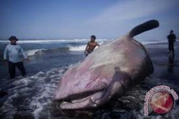 Ikan Hiu Raksasa Terdampar di Pantai Dulupi
