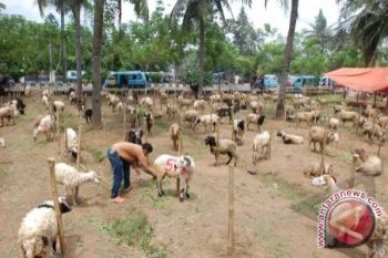 Sulteng Kembangkan Sapi Dan Domba Lokal 