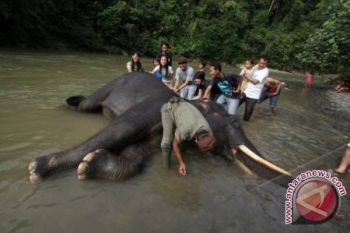 Gubernur : potensi wisata PKG Seblat harus dikembangkan